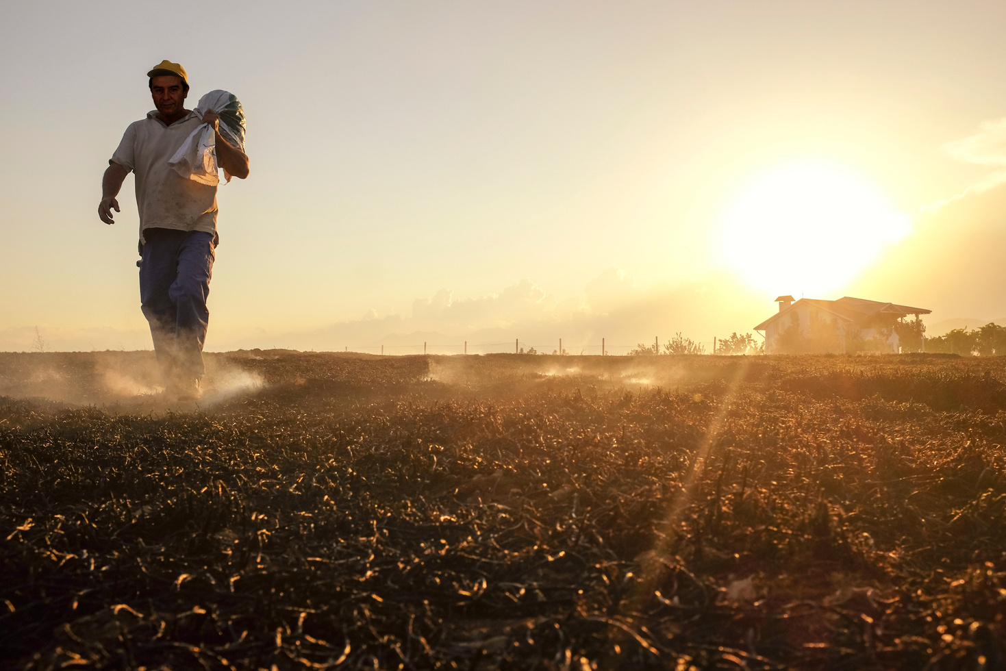 Farmer in field